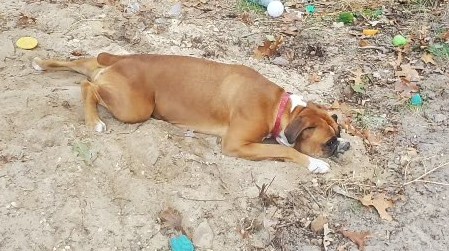 A photo of another dog.