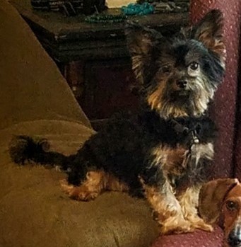 A photo of one of our dogs.