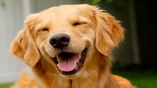 A photo of a happy pup.
